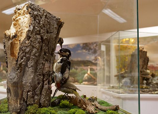 Foto di Museo Ecologia  scattata da Casa Bufalini